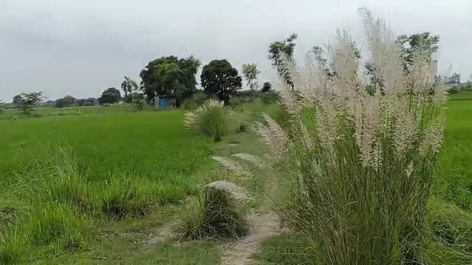 Samesee, Lucknow, Uttar Pradesh 226303, India