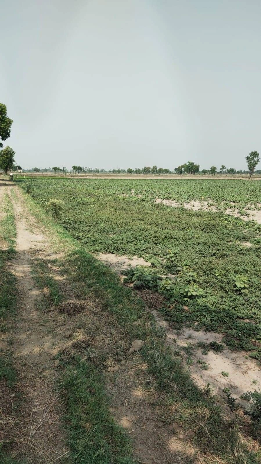 Kamalpur, Haryana 123401, India