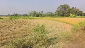 Chhindoli, Chhattisgarh 493996, India preview 2