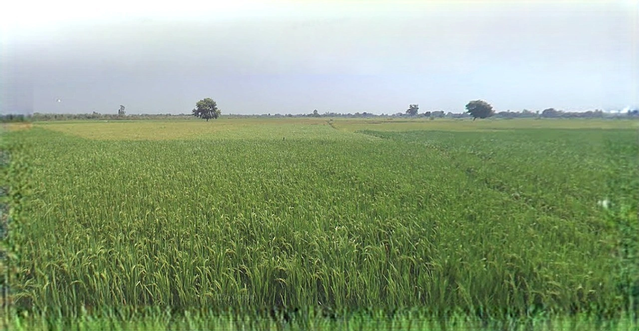 Anupgarh, Rajasthan 335701, India