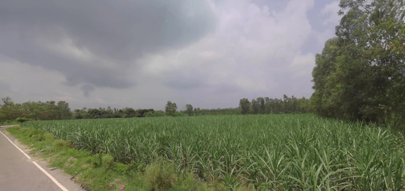 Saidpur, Uttarakhand 247661, India