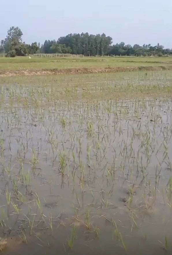 Tilhar, Shahjahanpur, Uttar Pradesh 242307, India