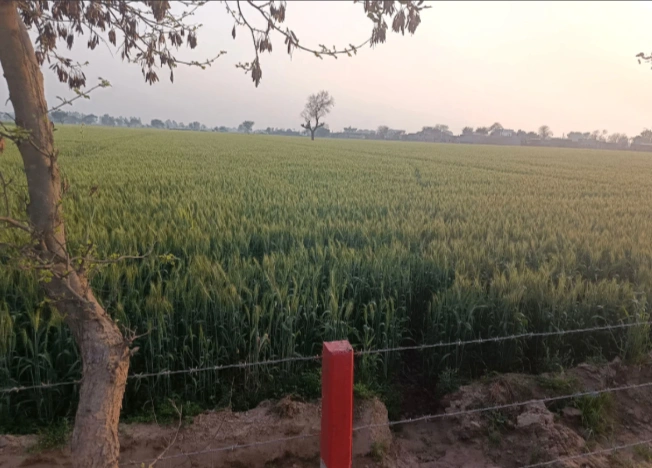 MW7F+93 Khuian Nepalpur, Haryana, India