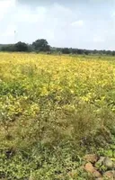 Piplya Indore, Madhya Pradesh 465110, India preview 2