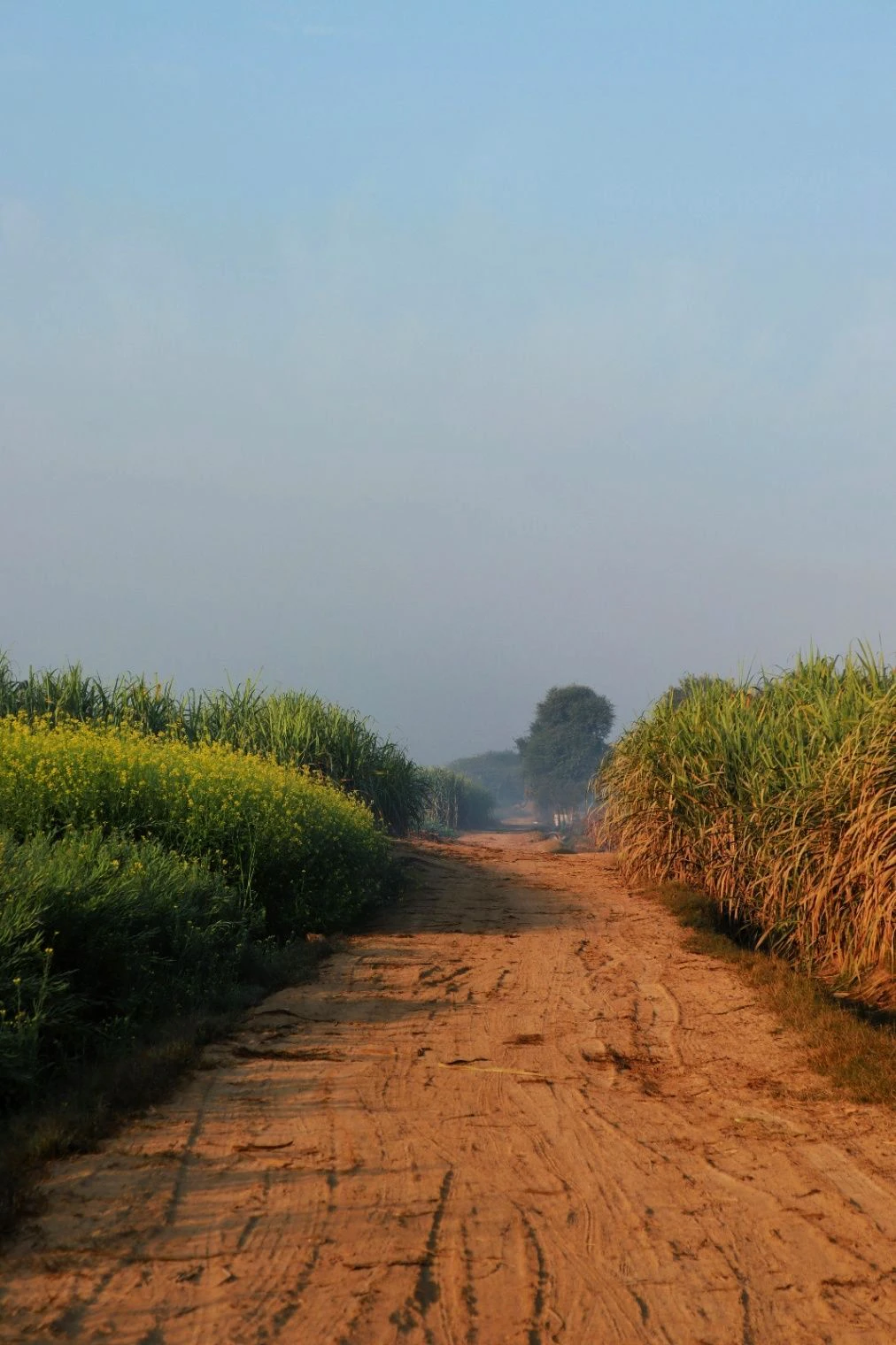 Bajju, Rajasthan, India