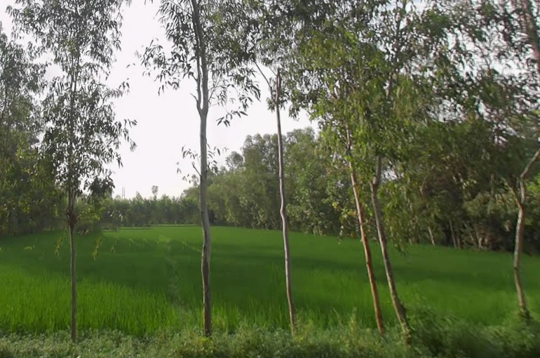 Mirzapur Pole, Uttar Pradesh 247121, India