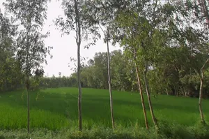 Mirzapur Pole, Uttar Pradesh 247121, India preview 3