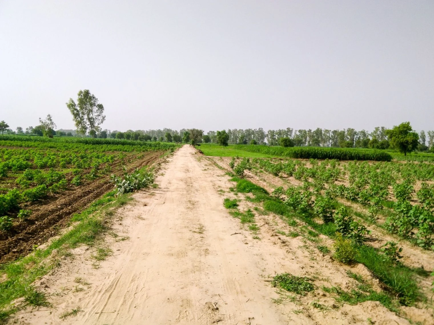 J66C+V53, Bilond, Rajasthan 321022, India