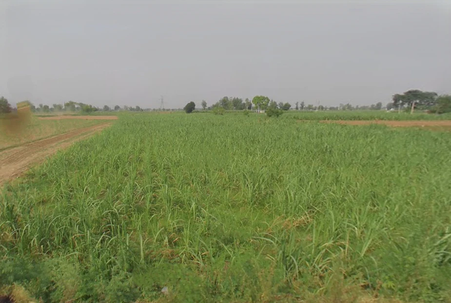 Babugarh, Uttar Pradesh 245201, India