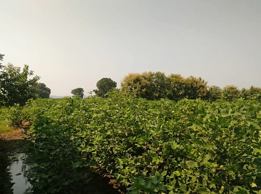 9888+584, Adilabad, Karathwada, Telangana 504304, India