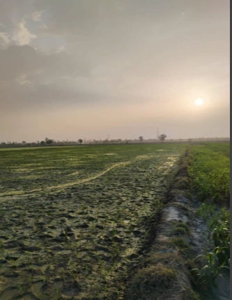 3RWH+HPJ, Thapul Rd, Biharigarh, Thappel Ismailpur, Uttar Pradesh 247662, India