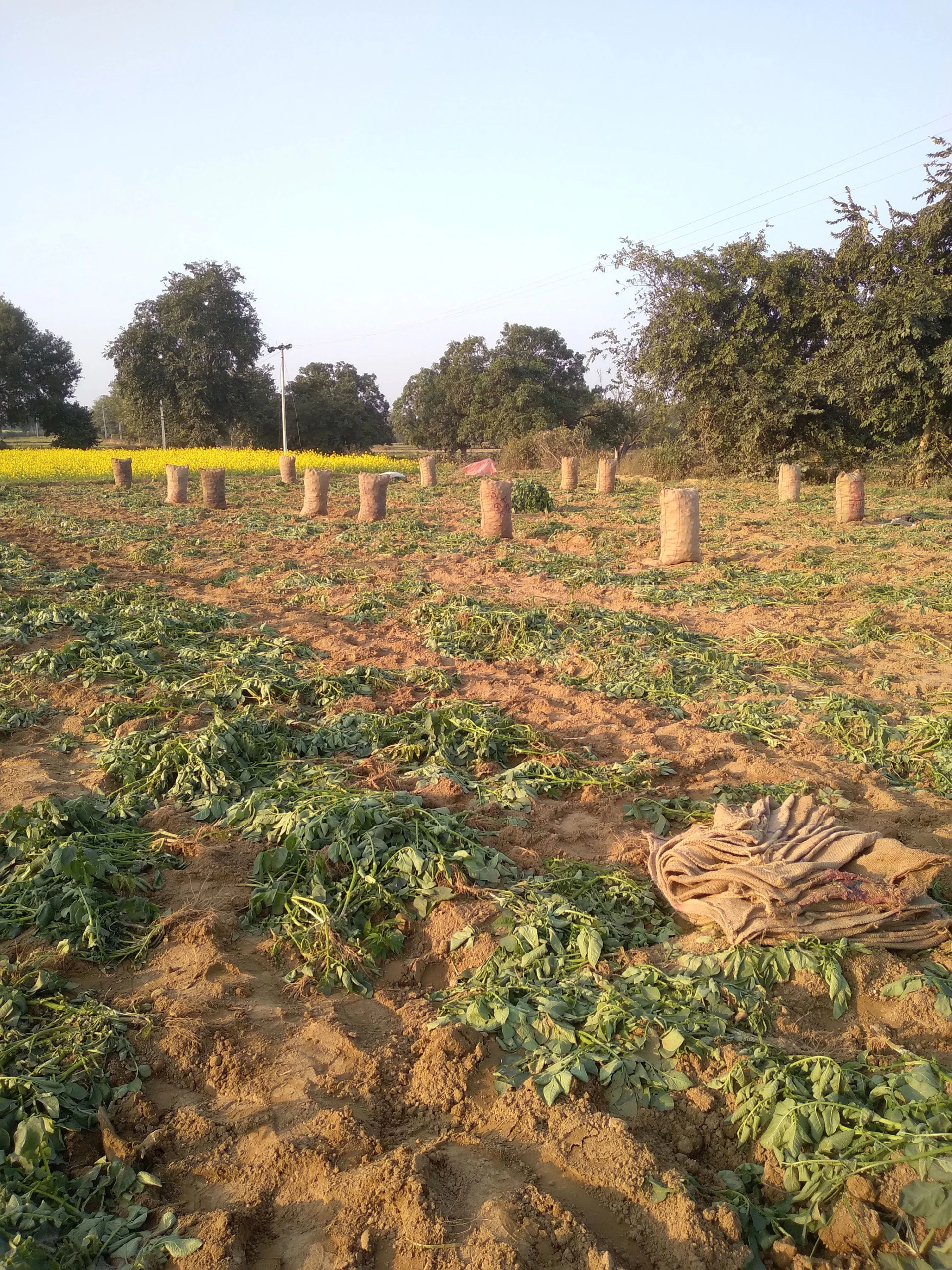 Aonla, Uttar Pradesh 243301, India