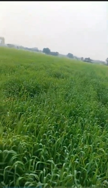 Billowa, Gwalior, Madhya Pradesh 475001, India
