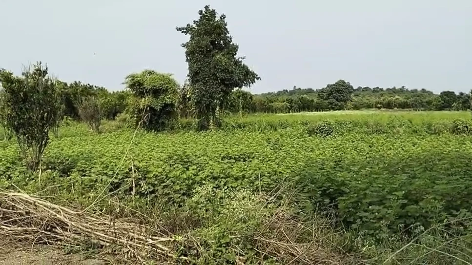 5JMX+G3 Kalkuhi, Maharashtra, India
