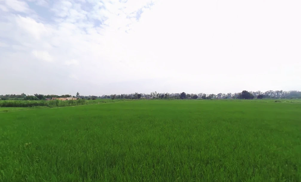 Mullanpur, Punjab 148023, India