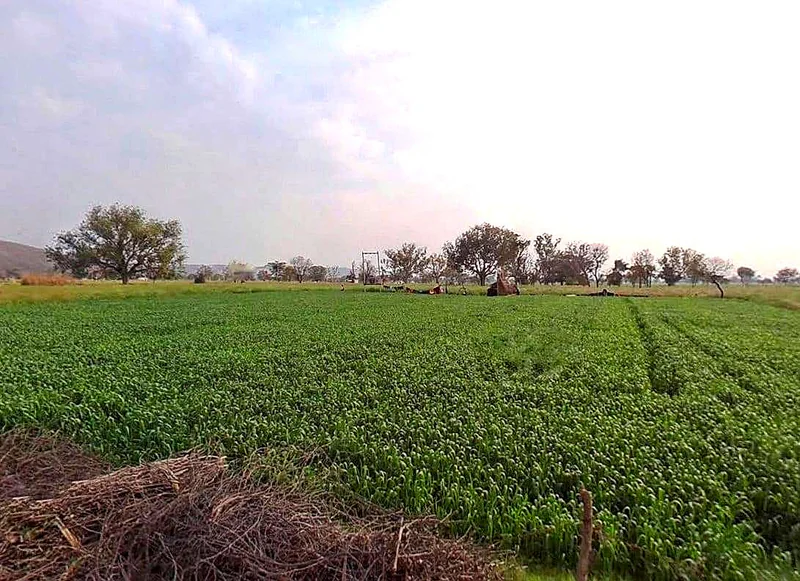 Pachar, Rajasthan, India preview 3