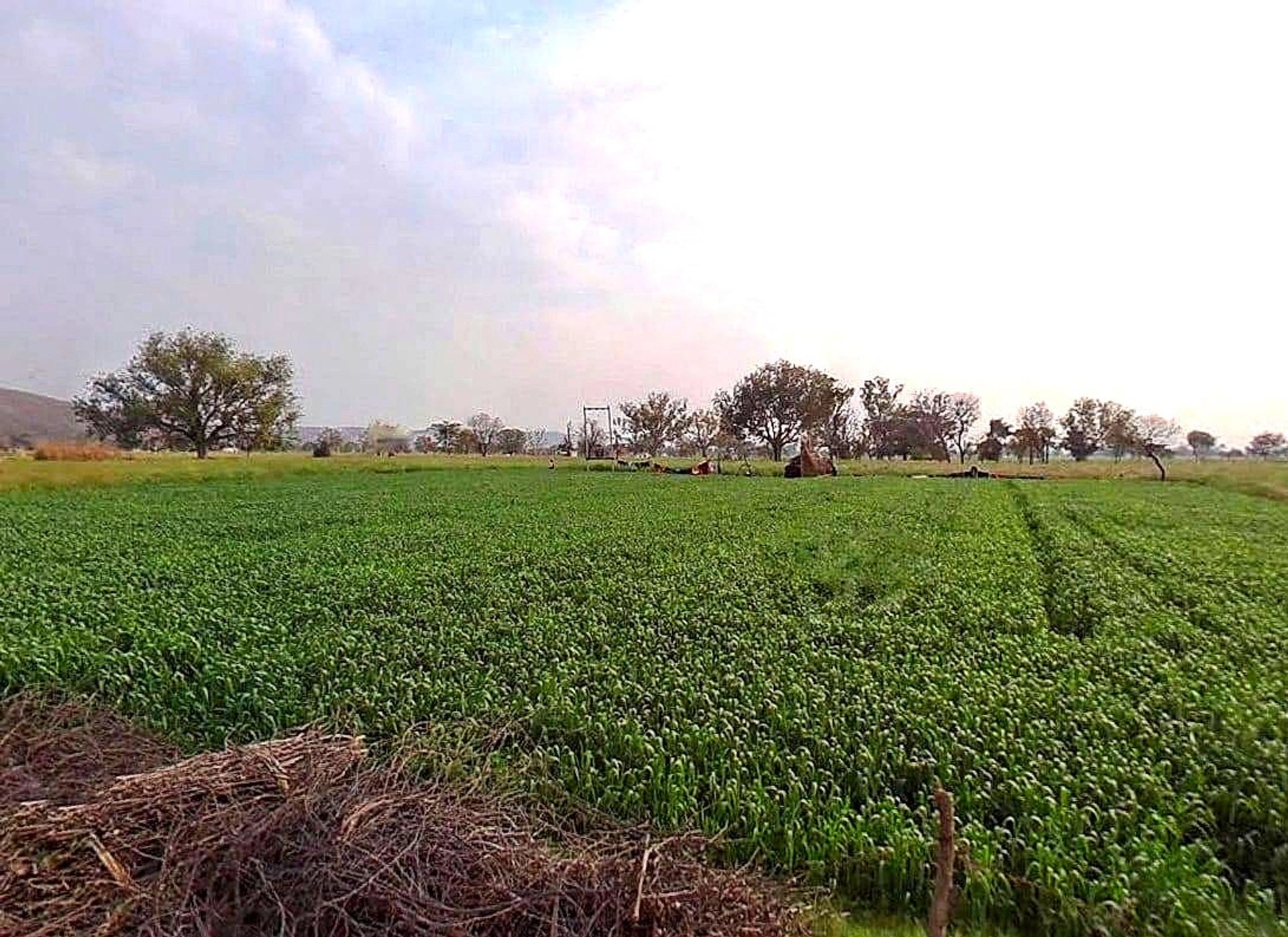 Pachar, Rajasthan, India