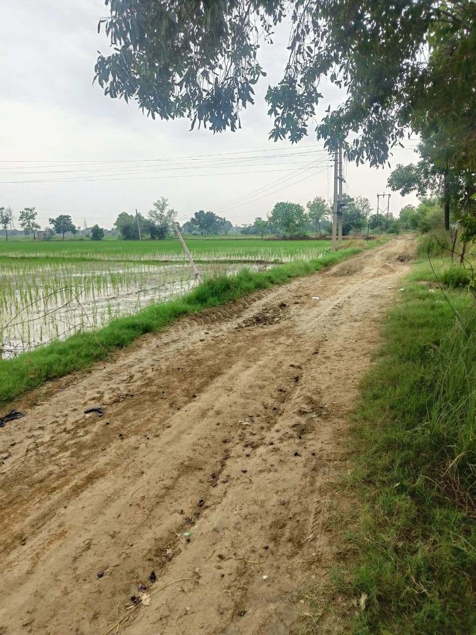 Bukharari, Mathura, Uttar Pradesh, India