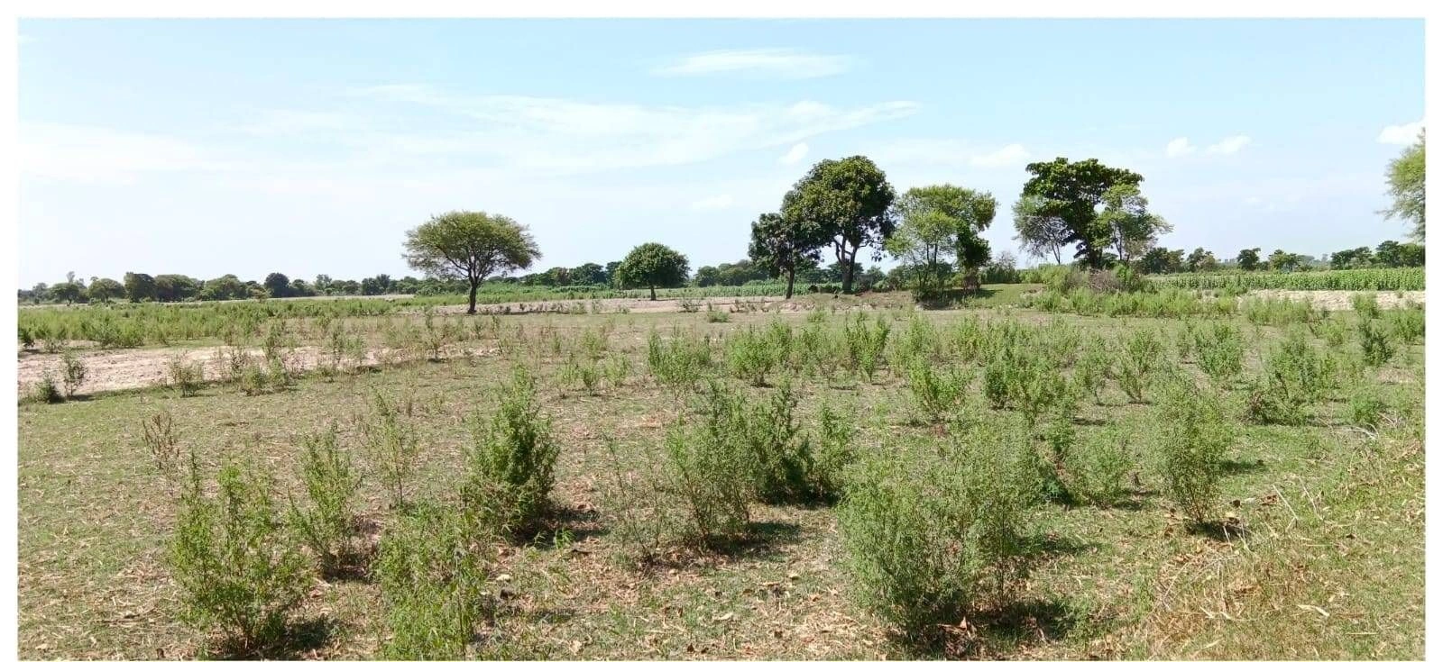 P7J8+R7 Sarairasi Manjha, Ayodhya, Uttar Pradesh, India