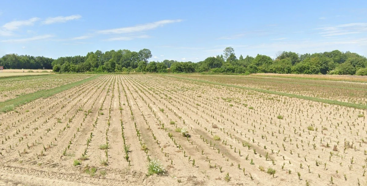 Borkheda Pitramal, Madhya Pradesh 456335, India