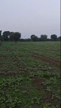 45QJ+6X Bisalpur, Pali, Rajasthan, India