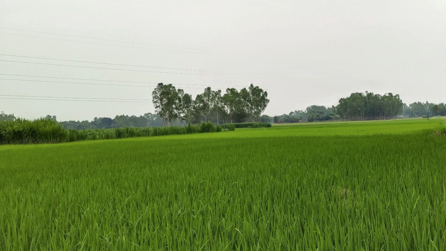 2VMG+HR3, Khidarpur, Rajasthan 301411, India