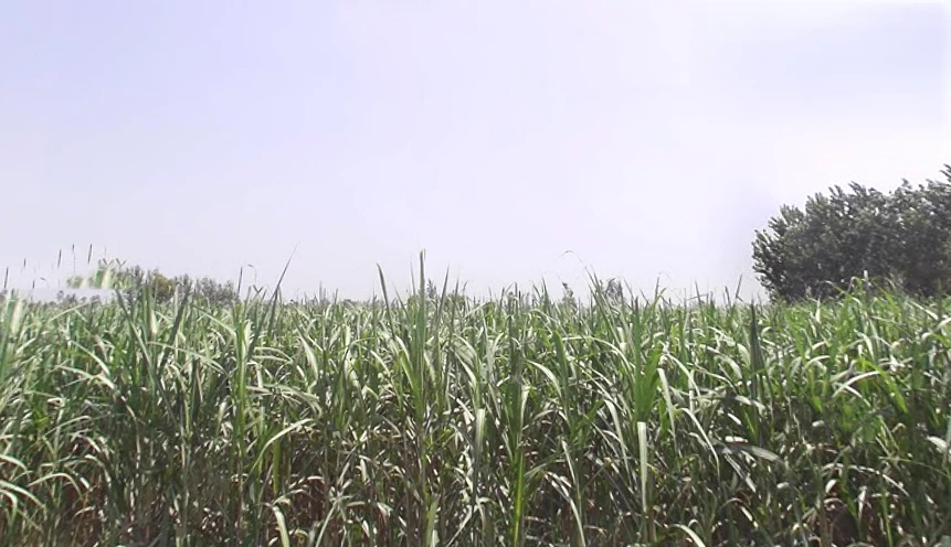 Chuchawali, Uttar Pradesh 245205, India