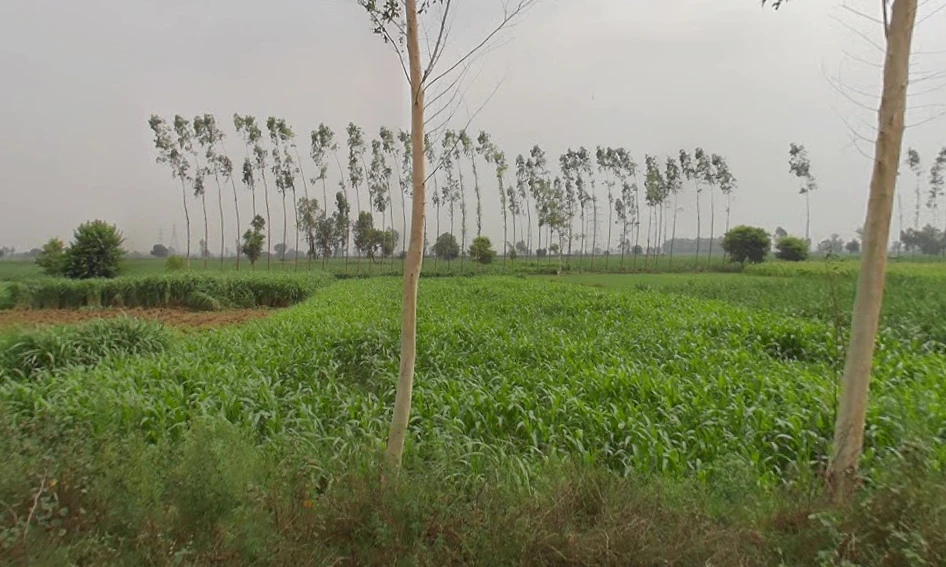 Behsuma, Uttar Pradesh 250401, India
