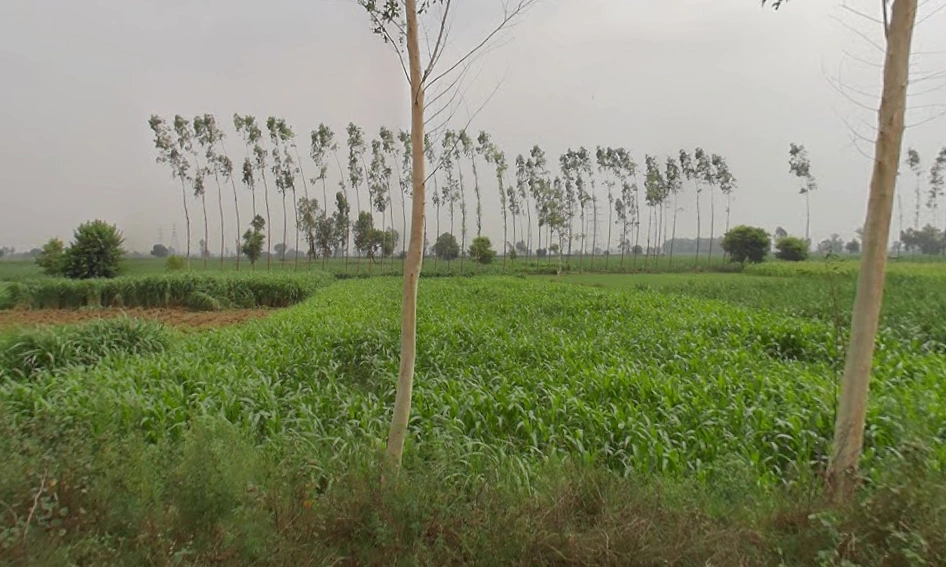 Behsuma, Uttar Pradesh 250401, India