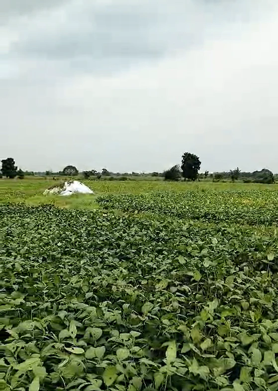 H4J8+W4P, Ratlam, Sada Khedi, Madhya Pradesh 457226, India