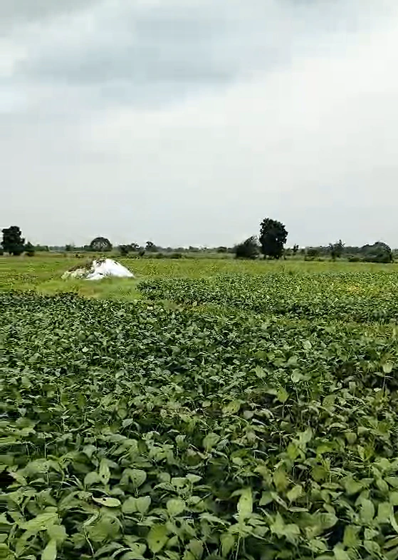 H4J8+W4P, Ratlam, Sada Khedi, Madhya Pradesh 457226, India