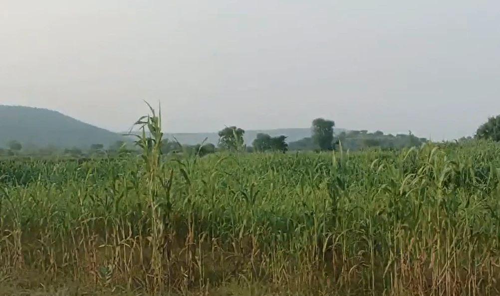 G65Q+72 Nagla Khoh, Deeg, Rajasthan, India