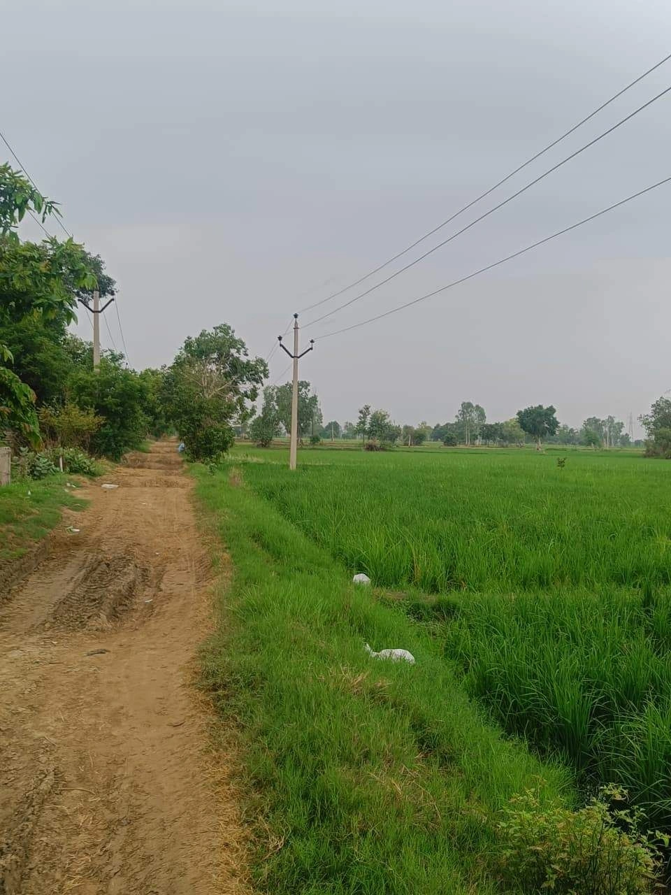 Bukharari, Mathura, Uttar Pradesh, India