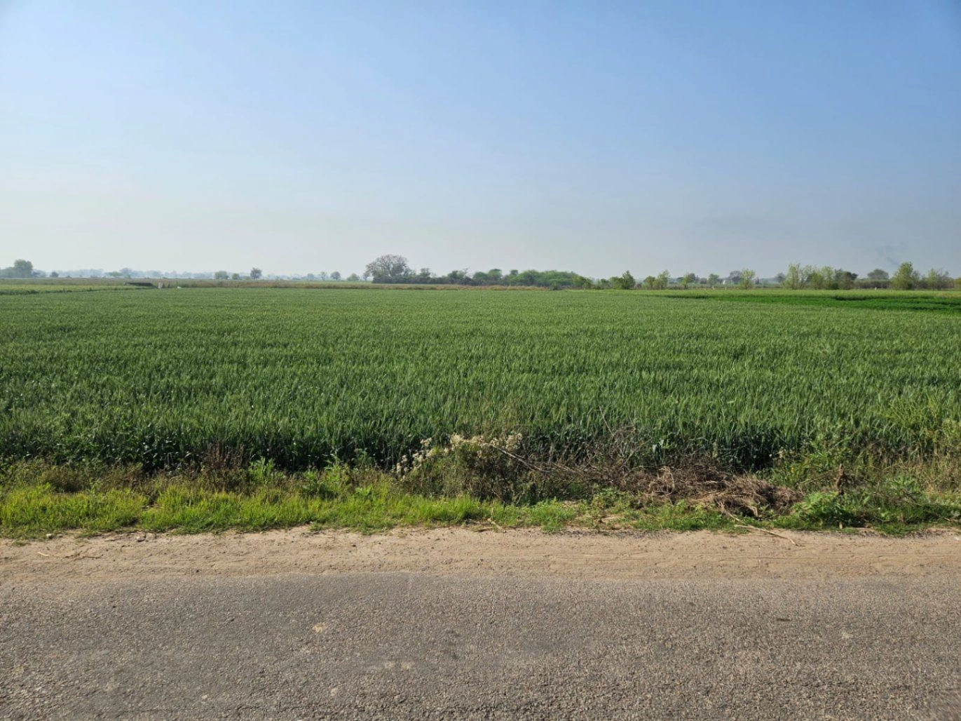 Chimni, Haryana 124412, India preview 2