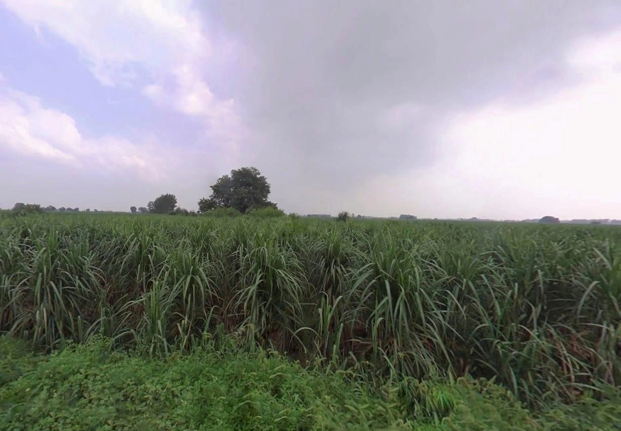 Kushawali, Uttar Pradesh 250342, India