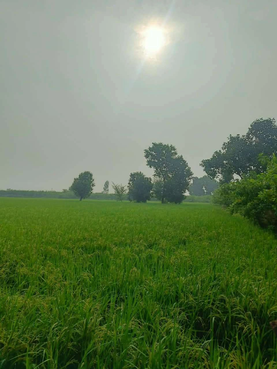 Abhaipura Banger, Mathura, Uttar Pradesh 281203, India