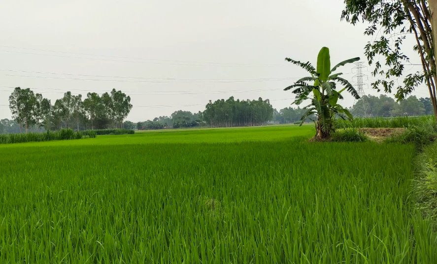 JGMV+QC Sultaniya, Rajasthan, India
