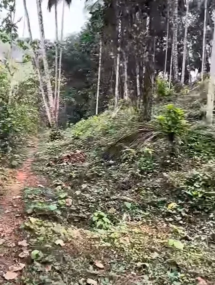 73J5+MVF, Thottumukkam, Kerala 673639, India