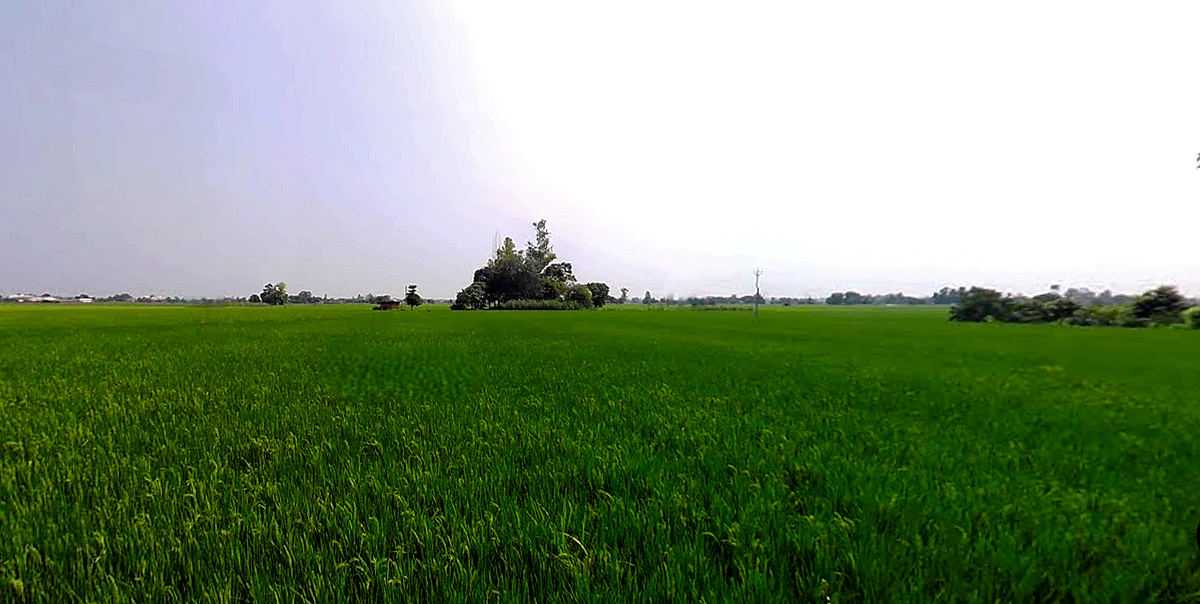 Rajpura, Punjab, India