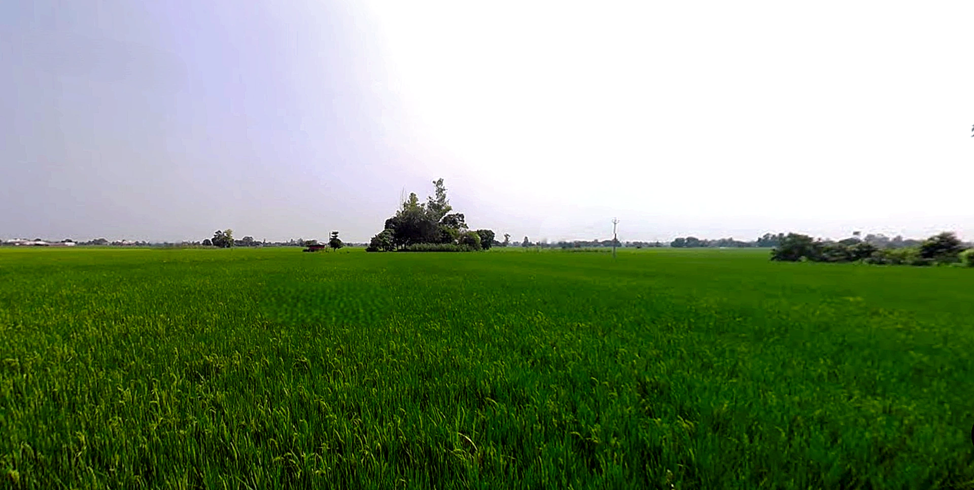 Rajpura, Punjab, India
