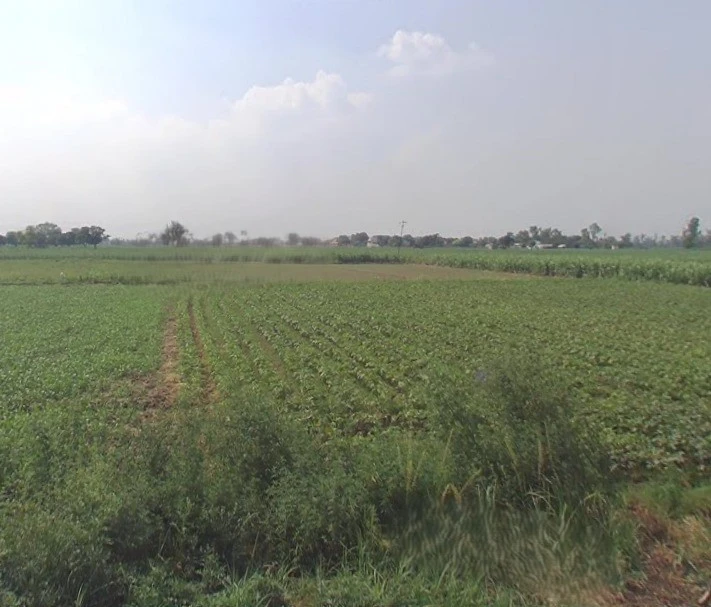 Sardhana, Uttar Pradesh 250342, India