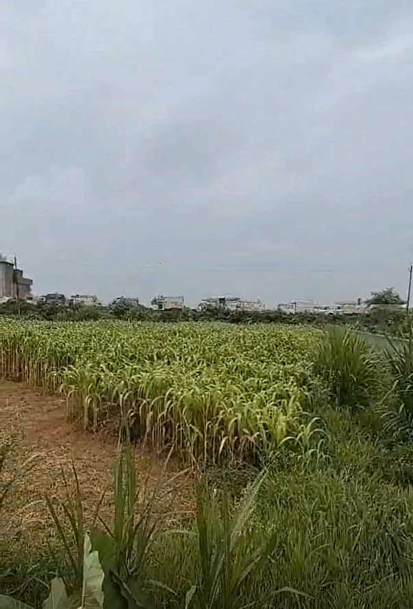Baparasi, Meerut, Uttar Pradesh 250342, India