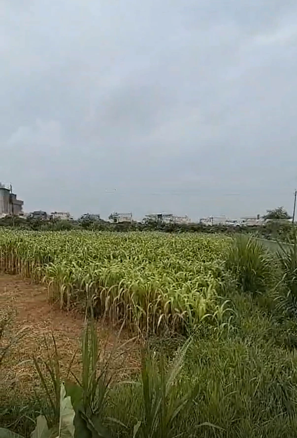 Baparasi, Meerut, Uttar Pradesh 250342, India
