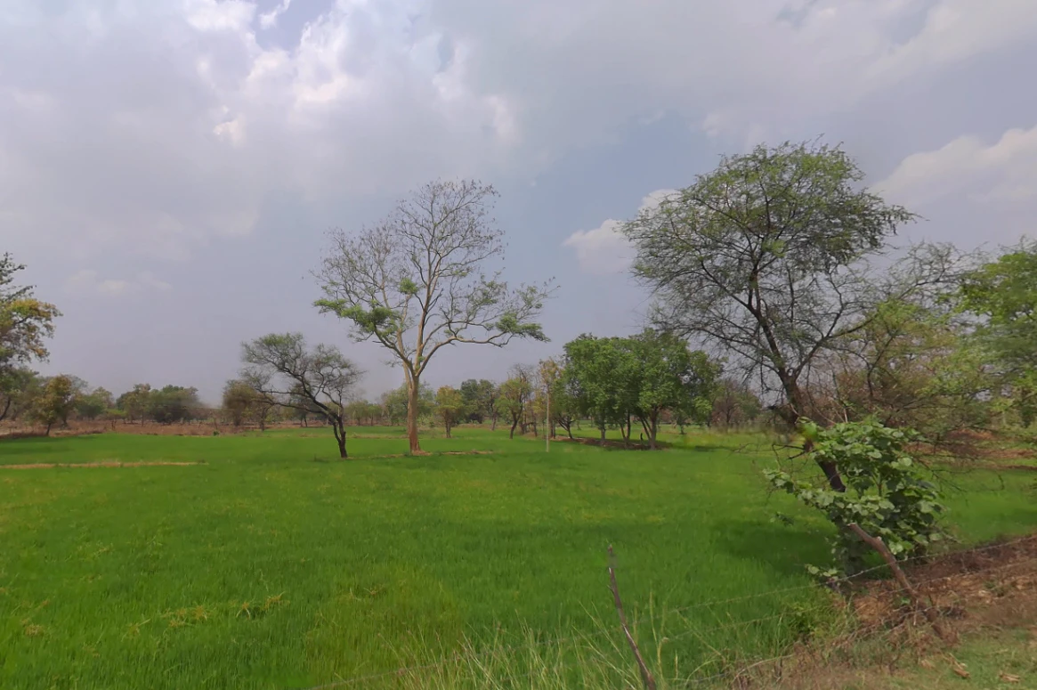 Dhamni, Chhattisgarh 493441, India