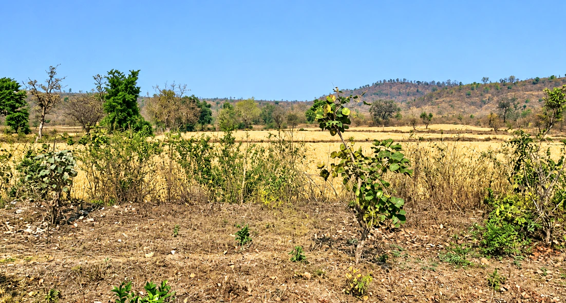 Bargi, Jabalpur, Madhya Pradesh 482051, India