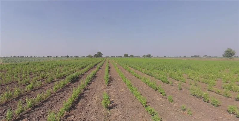 Bhalgamda, Gujarat 363421, India preview 2