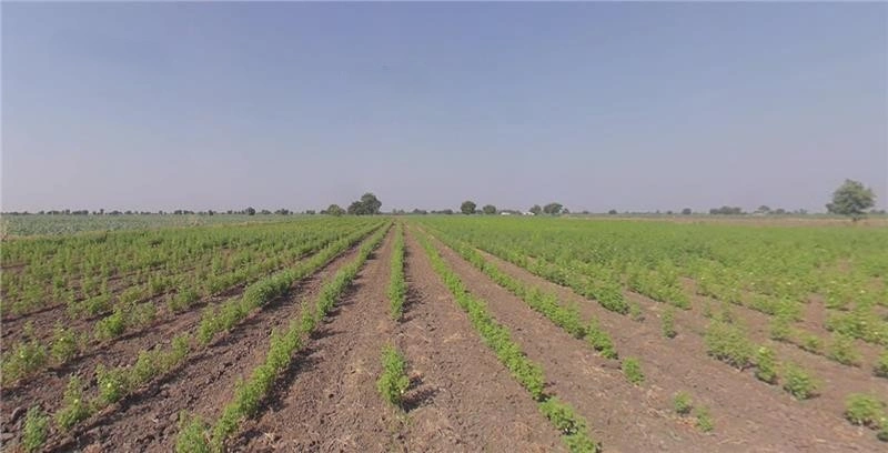 Bhalgamda, Gujarat 363421, India