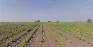 Bhalgamda, Gujarat 363421, India preview 2