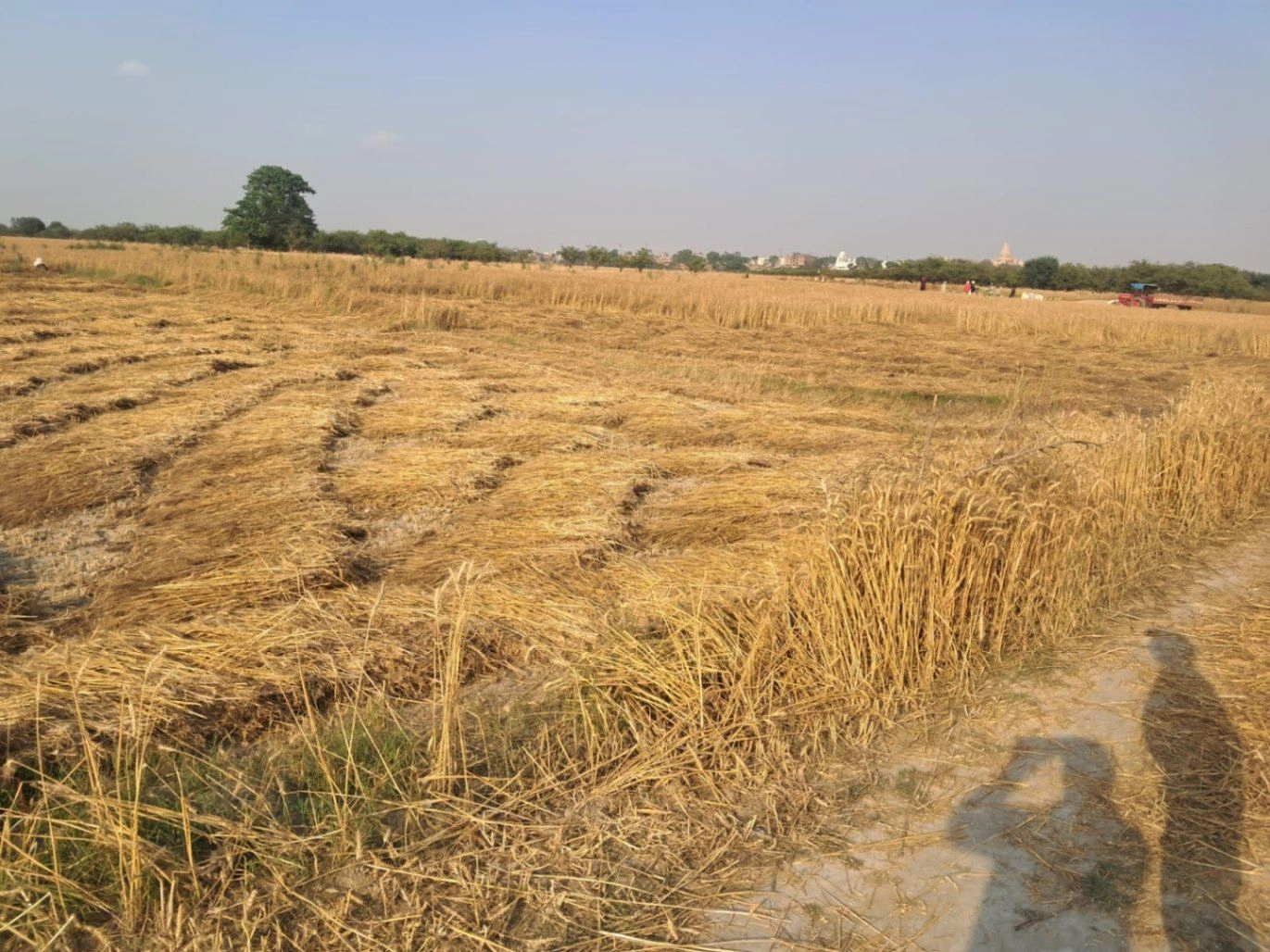 Barnagar, Madhya Pradesh 456771, India