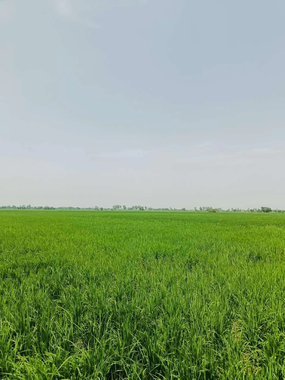 Nawali, Mathura, Uttar Pradesh, India